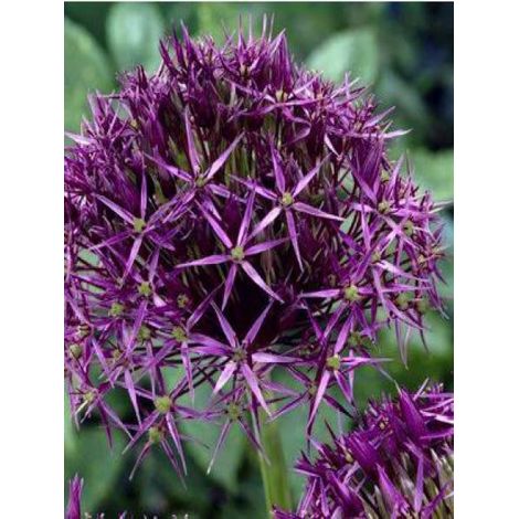 Ail d'ornement cristophii Bulbe calibre 12+ (par 10) (1/4)