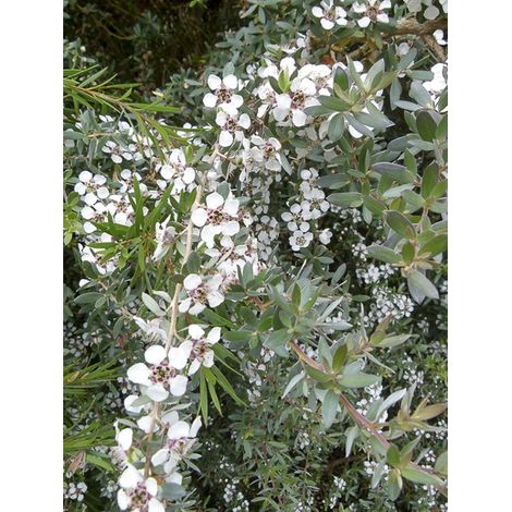 Arbre à thé laineux 'Silver Sheen' Pot de 2L/3L (1/2)