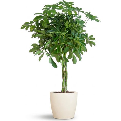 Plante d'intérieur Schefflera Arboricola Nora avec Pot Blanc Biodégradable - 70 cm - Ø21 cm - PANGIVO (1/4)