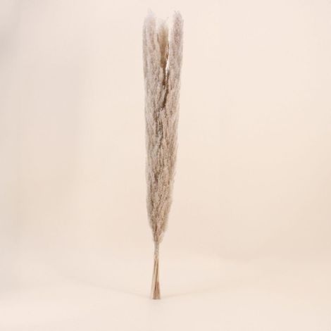 Bouquet 5 pampas 100cm