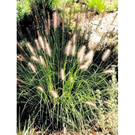 Herbe aux écouvillons 'Herbstzauber' Godet de 8/9 cm