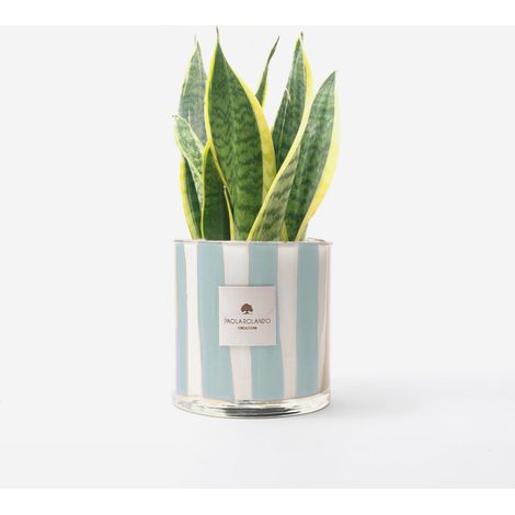 Sansevieria en pot de verre décoré à la main Millerighe H 15 - Navy