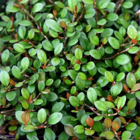 4 x Muehlenbeckia axillaris (= complexa) - godet 9x9 cm (1/4)