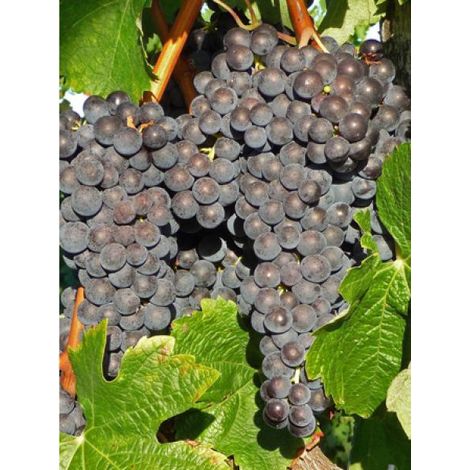 Vigne 'Muscat Rouge de Madère' Pot de 2L/3L (1/3)