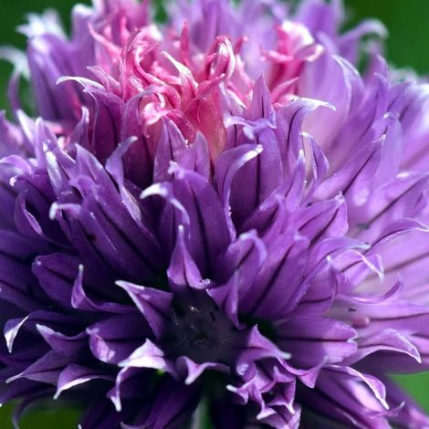 Ciboulette Purple One/Godet