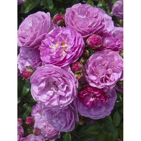Rosier arbuste moschata 'Allevia' Pot de 4L/5L
