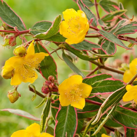Hypericum Moserianum Tricolor vaso 18cm