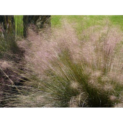 Gardenaria Muhlenbergia capillaris - Graminacea ornamentale da esterno - Altezza: 120 cm (vaso 24)