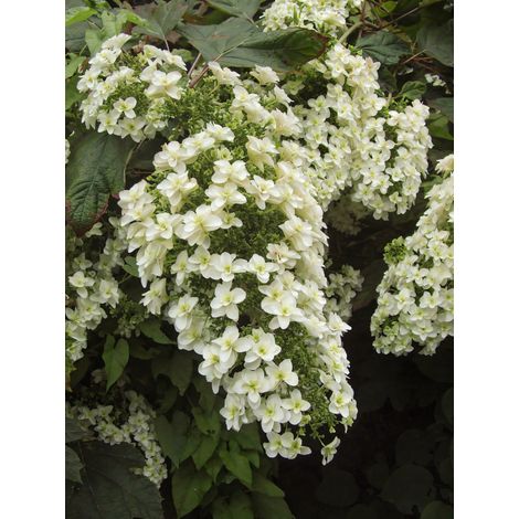 Gardenaria Ortensia - Hydrangea Quercifolia 'Snowflake' - Pianta acidofila ornamentale da esterno - Altezza: 40/50 cm (vaso19) (1/3)