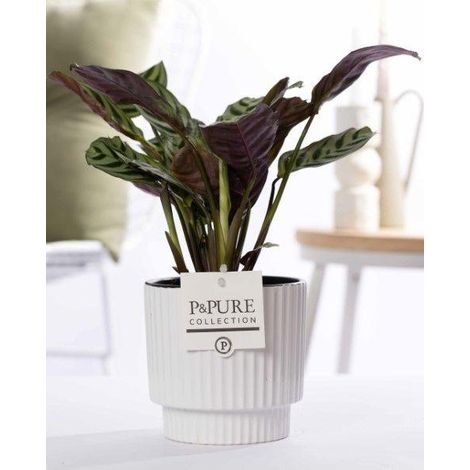 Ctenanthe Burle Marxii Plante d'Intérieur avec Pot en Céramique Blanche Brillante Ø12 cm H25 cm - PANGIVO