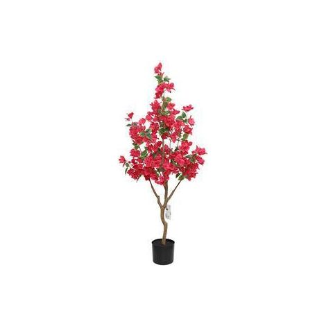 2 x C BOUGANVILLEA 120 CM