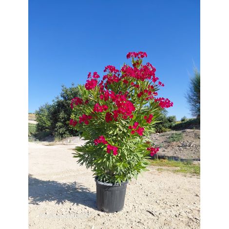 NERIUM OLEANDER (OLEANDRO) ROSSO JANNOCH VASO 50 H.140/160 (1/4)