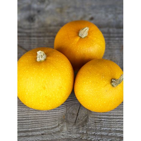 Courge 'Pomme d'Or' le sachet de 10 graines (1/2)