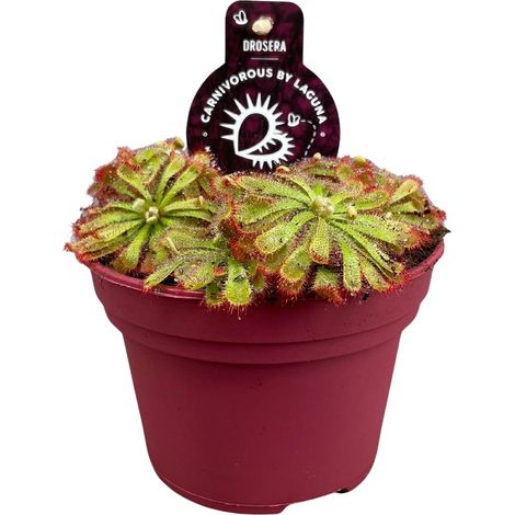Drosera Aliciae Plante Carnivore d'Intérieur Décorative en Pot Ø 12 cm Hauteur 12 cm - PANGIVO