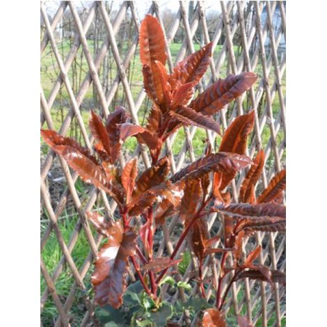 Photinia serratifolia 'Crunchy® 'rev100'' Pot de 7,5L/10L