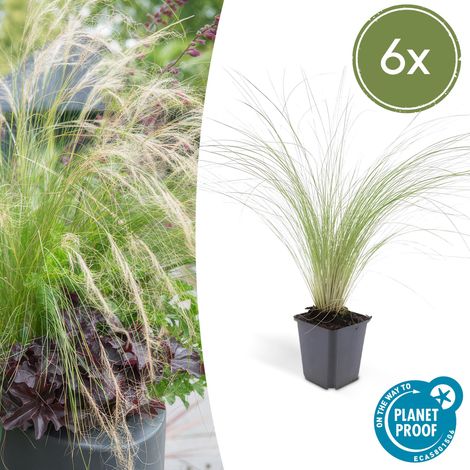 Graminée ornementale Stipa tenuissima Ponytails pour jardin plein soleil - Lot de 6 (1/5)