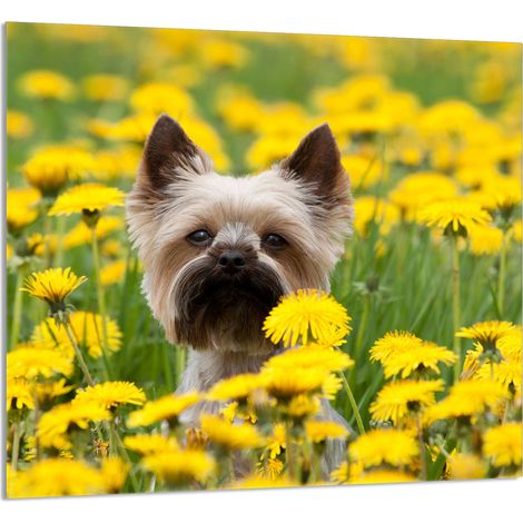 Panneau de verre POUR la cuisine 65x60 Chien (1/5)