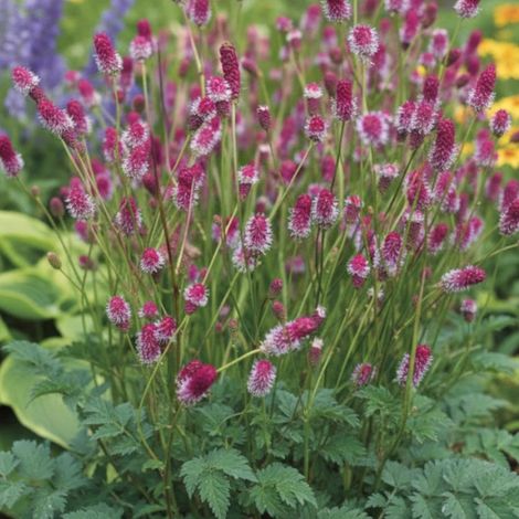 Sanguisorba - Pimprenelle Pink Tanna/Godet - 5/20 cm