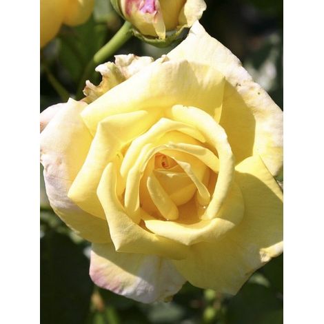 Rosier grimpant 'Goldfassade' Pot de 4L/5L