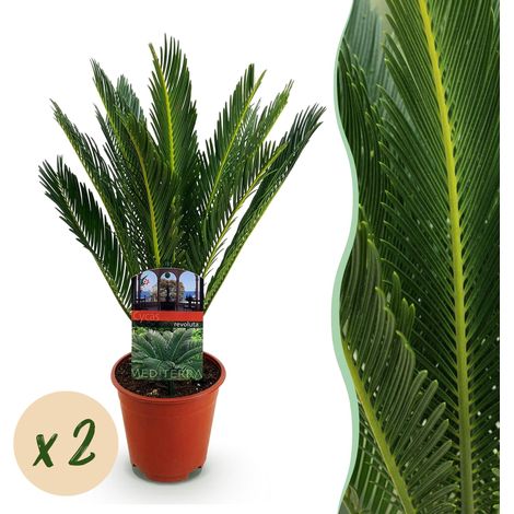 Lot de 2 Cycas Revoluta Palmier Sago Plante d'Intérieur Facile d'Entretien Vert Pot 15 cm 45-55 cm - PANGIVO (1/5)