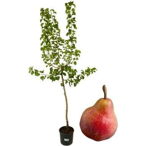 1 plant /tree (approx 1m) - Pero decano (Pyrus communis) pear