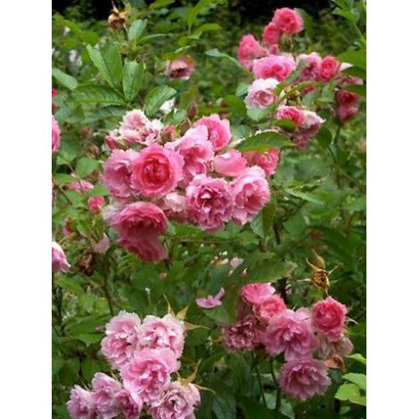 Rosier rugueux 'Pink Grootendorst' Pot de 4L/5L (1/2)