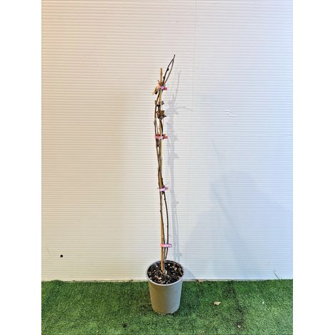 PIANTA RAMPICANTE DI GLICINE WISTERIA in vaso 20 (foto reali)-Bianco