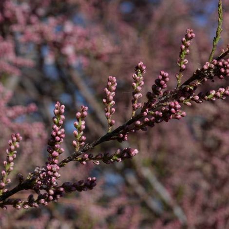 Tamaris d'été Pink Cascade, Tamarix/Pot de 4L - 40/60 cm (1/2)