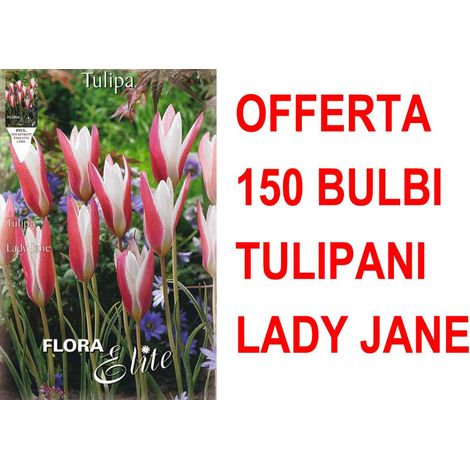 OFFERTA 150 BULBI TULIPANO LADY JANE BULBS BULBES