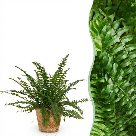 Fougère de Boston Nephrolepsis Green Lady Plante d'intérieur avec Panier Pot 12cm Hauteur 25cm - PANGIVO (1/5)