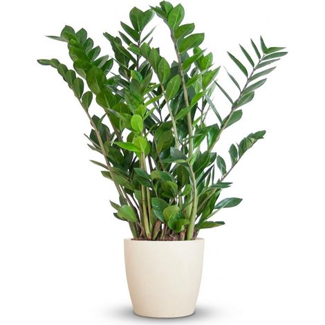 Zamioculcas Zamiifolia Plante ZZ Intérieur avec Pot Blanc Biodégradable - 80 cm - Ø 21 cm - PANGIVO (1/4)