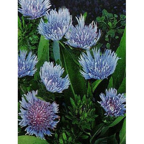 Stokesia laevis 'Blue Star' Godet de 8/9 cm (1/3)