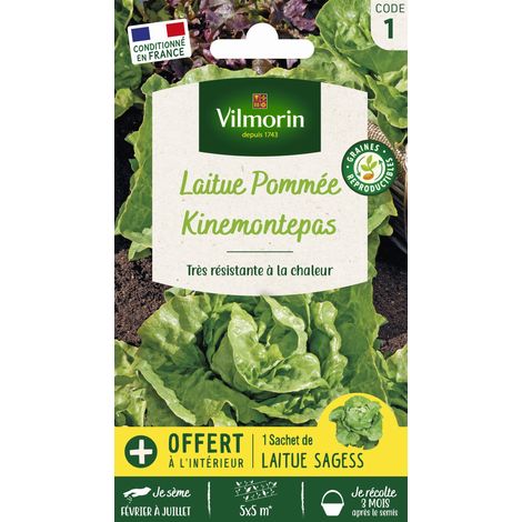 Vilmorin Laitue Pommée Kinemontepas + échantillon Sagess