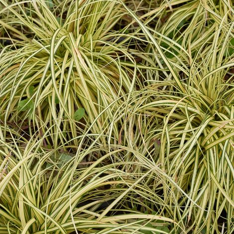 Laîche d'Oshima Evergold' - Carex oshimensis Evergold' godet 9cm (1/2)