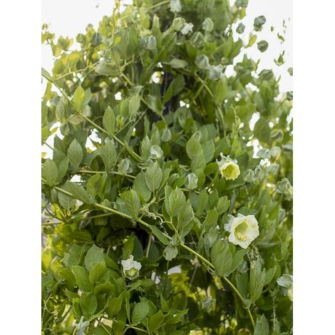 Cobée grimpante 'Alba' le sachet de 20 graines (1g) (1/2)