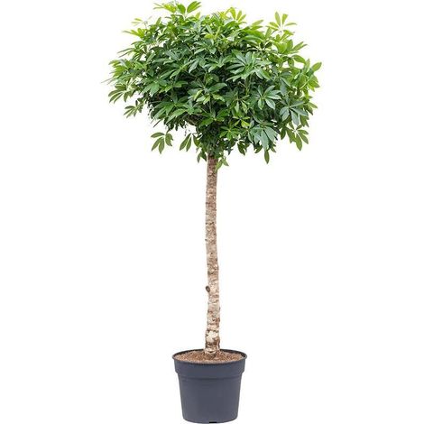 Schefflera sur Tronc - Plante d'Intérieur Verte - Grand Format - Hauteur 200 cm - Pot ø40 cm - PANGIVO (1/2)