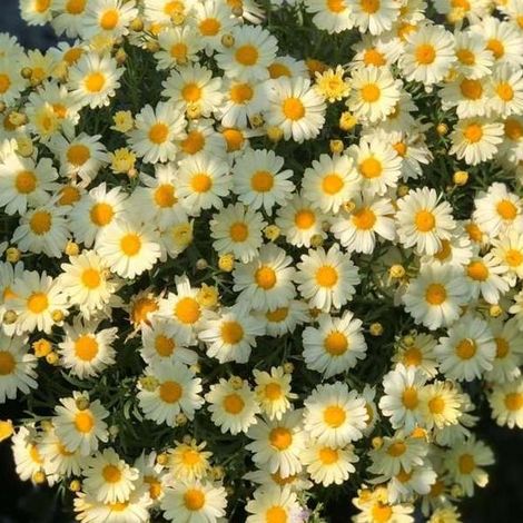 2000 graines de marguerite citron jaune,floraison toute l'année,naturellement parfumées,conviennent aux plantes ornementales de jardin,engrais inclus (1/5)