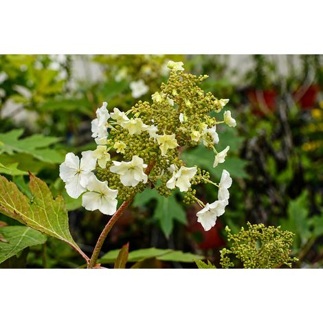 Gardenaria Ortensia - Hydrangea Quercifolia 'Ice Crystal' - Pianta acidofila ornamentale da esterno - Altezza: 40/50 cm (vaso19) (1/2)