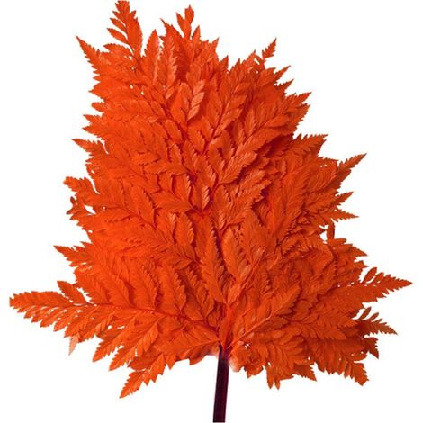 10 feuilles de fougère lyre séchées naturelles multicolores pour décoration de mariage et maison (3 pièces). (1/4)