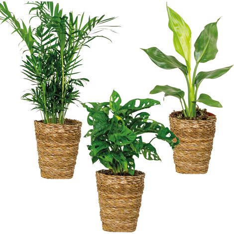 3x Mélange de paniers (dé)polluants – Dépolluantes – ⌀12 cm – 20-45 cm