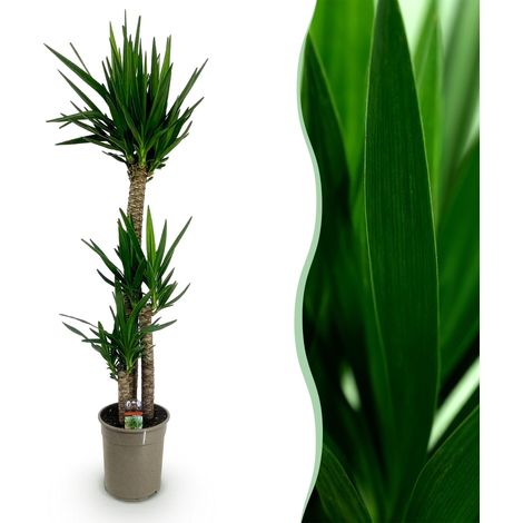Yucca elephantipes - Plante d'intérieur Tropicale Facile d'entretien - Vert - 170 cm - Pot Ø 27 cm - PANGIVO (1/5)