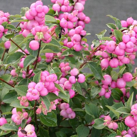 Symphorine Magical® Candy 'kolcam' – Arbuste compact 90 cm – Baies roses décoratives – Résistant au gel jusqu'à -25°C – Clematite.Net (1/3)