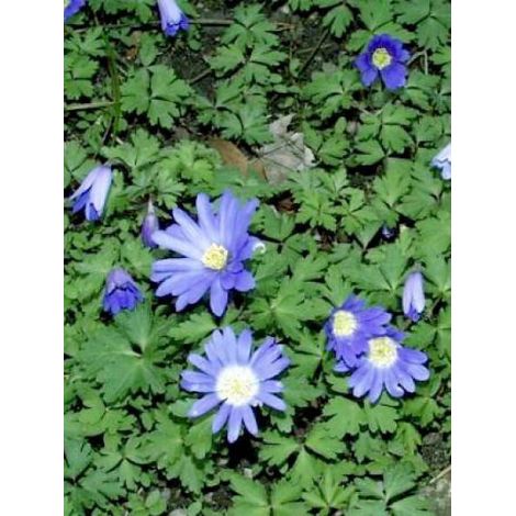 Anémone de Grèce 'Blue Shades' Godet de 8/9 cm calibre 5+