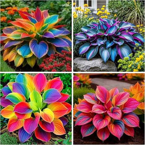 Graines de Hosta pour Jardin à l'Ombrage - 400 Graines de Plantes Vivaces pour Couverture de Sol Décorative (1/4)