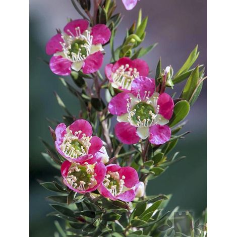 Arbre à thé 'Karo Pearl Star' Pot de 2L/3L (1/2)