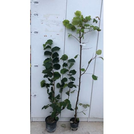 PIANTA DI NOCCIOLO  "TONDA DI GIFFONI"  IN VASO 18 ALTEZZA 120/150 CM
