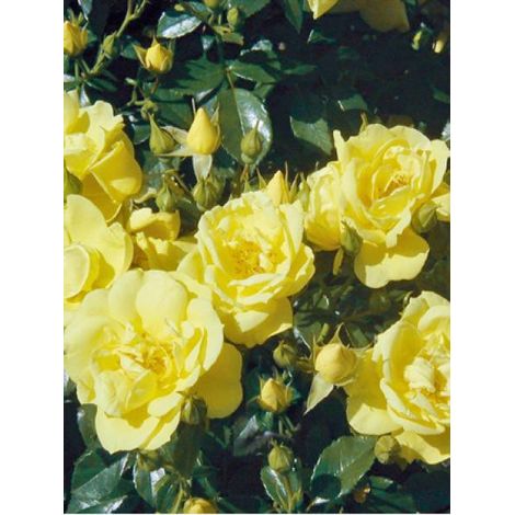 Rosier DECOROSIERS® 'Suneva'® Pot de 4L/5L