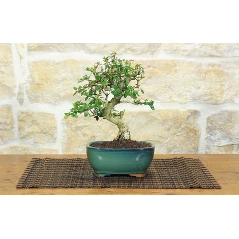 Bonsai di Olivastro (286) (1/5)