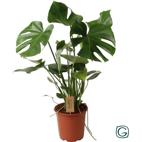 Monstera Deliciosa Plante d'Intérieur Verte Tropicale Plante Fromage Suisse Pot Ø21 cm H60 cm - PANGIVO (1/5)