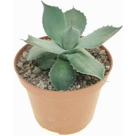 Agave seemanniana "Agave pygmaea" pianta grassa succulenta in vaso ø19 cm (1/5)
